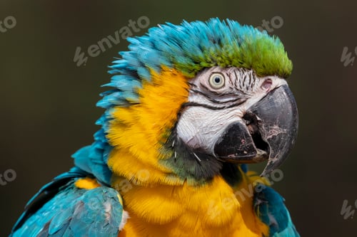 Preview: Blue and yellow macaw