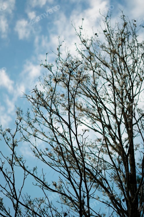 Preview: Tree - White Flowers