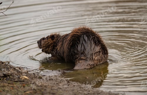 Preview: Closeup shot of a beaver in a clear body of water.