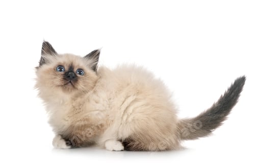 Preview: birman kitten in studio