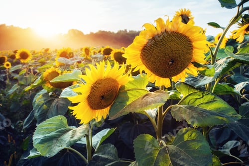 Preview: sunflowers through the rays of the sun