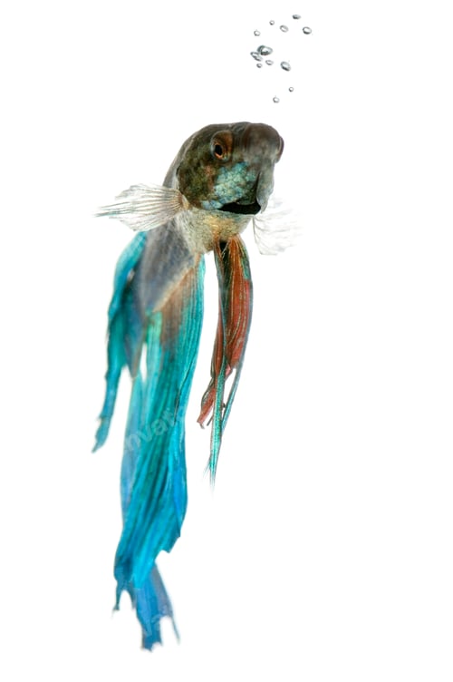 Preview: Siamese fighting fish