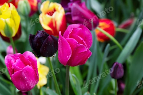 Preview: Vibrant tulips in grass, mix of purple, yellow, and red hues