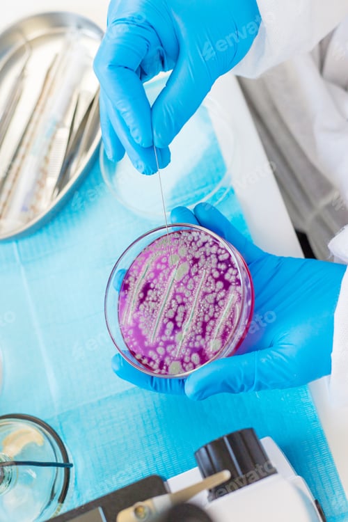 Preview: Examine bacteria in petri dishes in the laboratory. Selective focus.