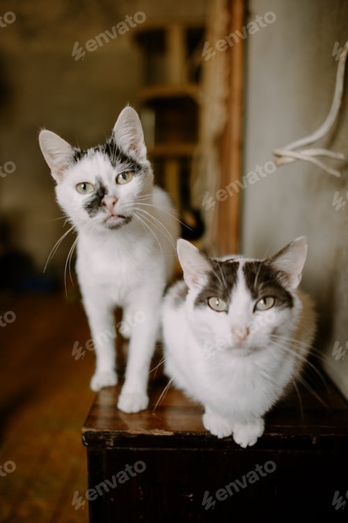 Preview: two cute cats in shelter, portrait, pets close up, homeless