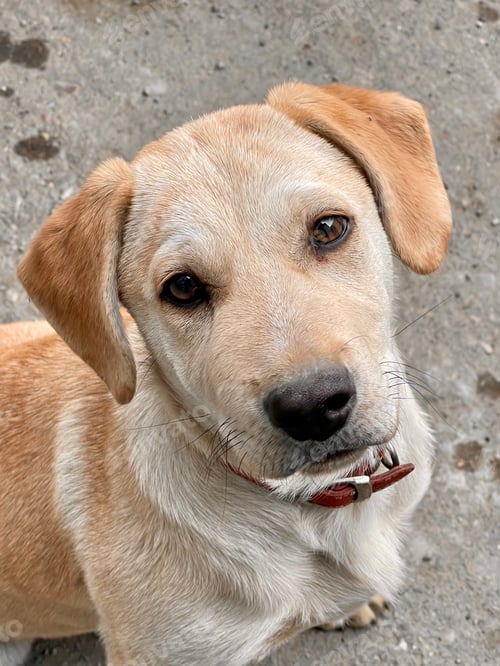 Preview: Puppy