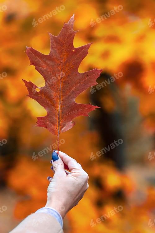 Preview: Woman's hand holds the autumn letter.