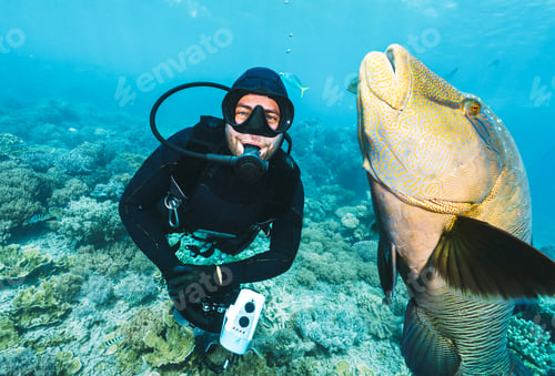 Preview: underwater photographer pose close to a maori wrasse in the great barrier reef