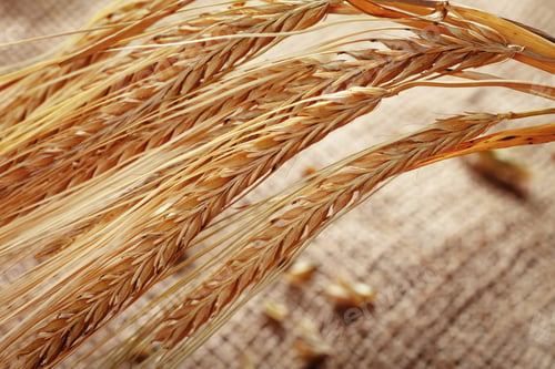 Preview: Wheat stalks laid on a rough surface during the late afternoon light in a rural setting