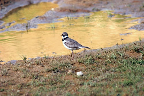 Preview: Little Ringed Plover stands by a golden reflective water surface, surrounded by grass and mud