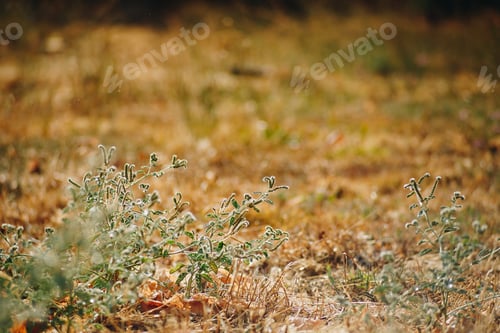 Preview: Selective soft focus of dry grass, reeds, stalks blowing in the wind at golden sunset light.