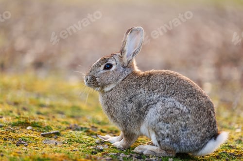 Preview: Wild Rabbit Resting Peacefully on Mossy Ground in Soft Natural Light Outdoors.