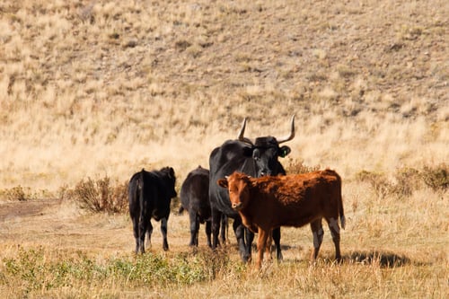 Preview: Cows