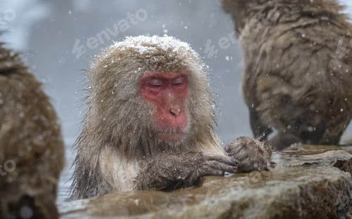 Preview: Japanese macaque in Jigokudani (Hell's Valley), Japan.