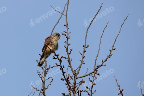 Preview: bird, nature, animal, feather, wildlife, wild, tree, beak, blue, sky, wing, brown, sparrow, eye, fal