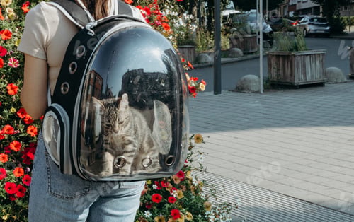 Preview: A small kitten in a backpack on a young girl s back.