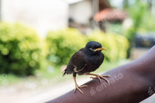 Preview: beautiful black bird sitting on hand of african american person