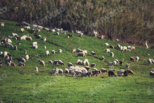 Preview: Flock of sheep and goats