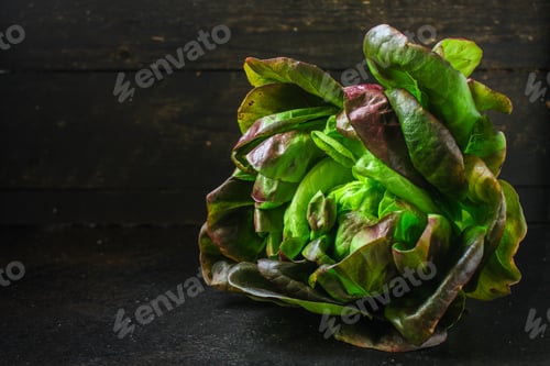 Preview: Lettuce Or Romano Salad, Salad Leaves (Lettuce Bush, Green Crop Petals, Vitamins Roman Salad