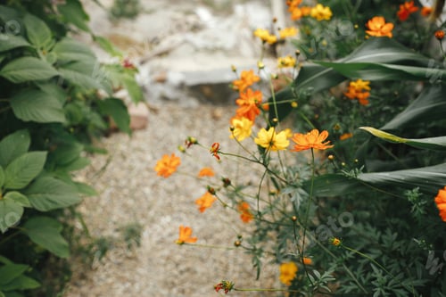 Preview: Homestead and natural garden. Raised bed with growing vegetables