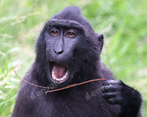 Preview: close up view of cute crested macaque (macaca nigra) monkey in wildlife
