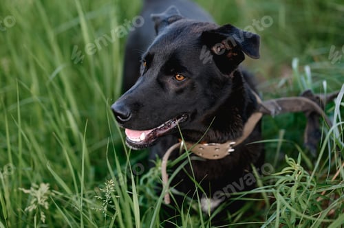 Preview: black dog with brown eyes sits in green tall grass