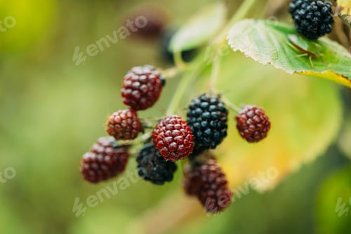 Preview: Blackberry Branch. Growing Organic Berries Closeup