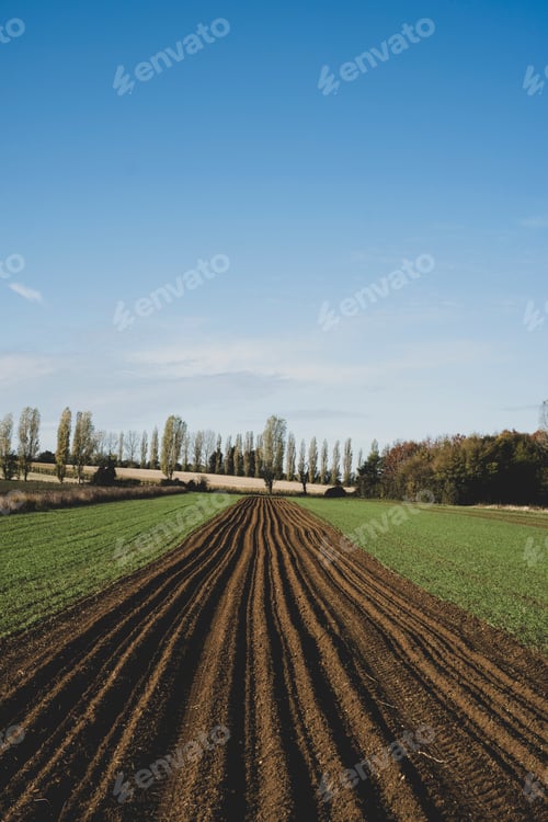 Preview: View along a freshly ploughed field, poplars and woodland in background.