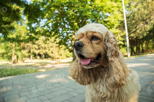Preview: American spaniel, concept of pet and best friend - dog
