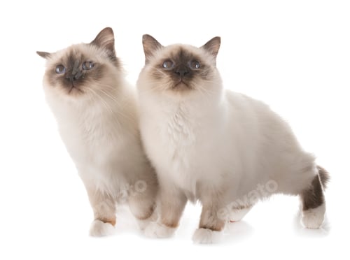 Preview: birman kitten in studio