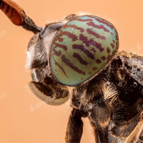 Preview: close up insect