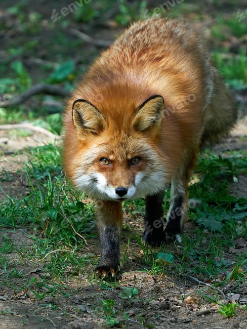 Preview: Red fox (Vulpes vulpes)