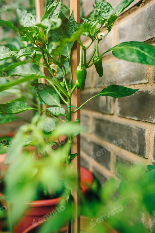 Preview: Green peppers growing in vegetable garden in balcony