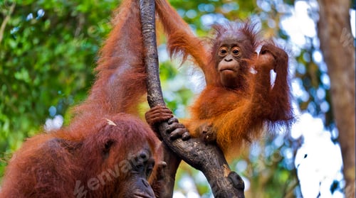 Preview: Orangutan, Tanjung Puting National Park, Borneo