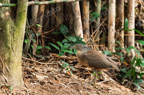 Preview: Malayan Night Heron, This Stunning Bird Showcases a Beautiful Blend of Black