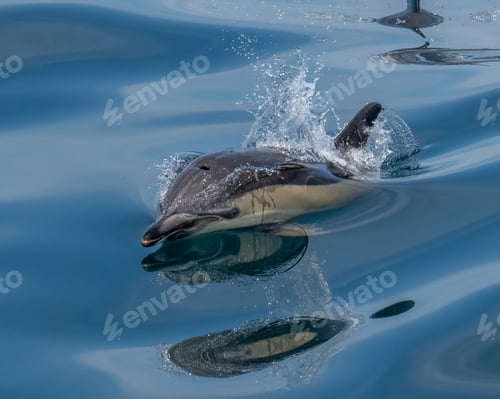 Preview: Scenic view of a group of dolphins swimming in the sea
