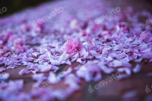 Preview: Spring fallen petals flowers off cherry tree, pink background