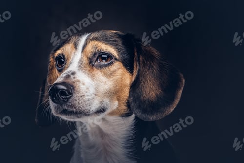 Preview: Portrait of a cute breed dog on a dark background in studio.