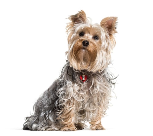 Preview: Yorkshire terrier dog sitting against white background