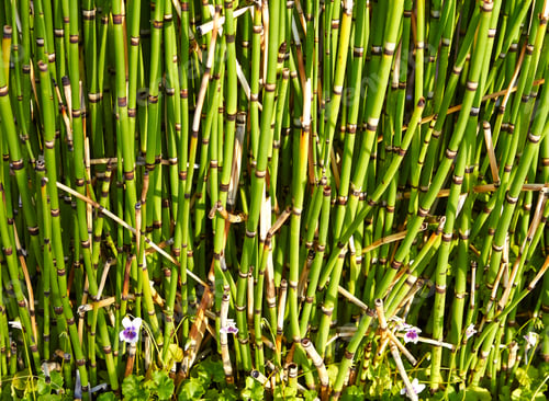 Preview: The texture of green bamboo