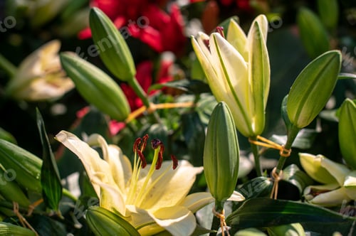 Preview: Closeup of gorgeous flowers in the Wuhan Botanical Garden under bright sunlight