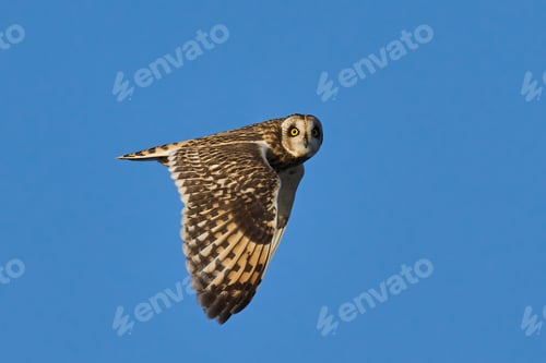 Preview: Short-eared owl (Asio flammeus)