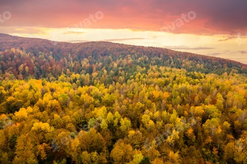 Preview: Aerial view of high mountain hills covered with dense yellow forest and green spruce trees