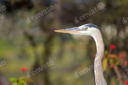 Preview: NOMINATED Great Blue Heron looking beautiful by some wild red flowers and some great trees