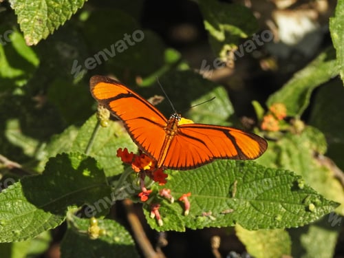 Preview: Orange butterfly
