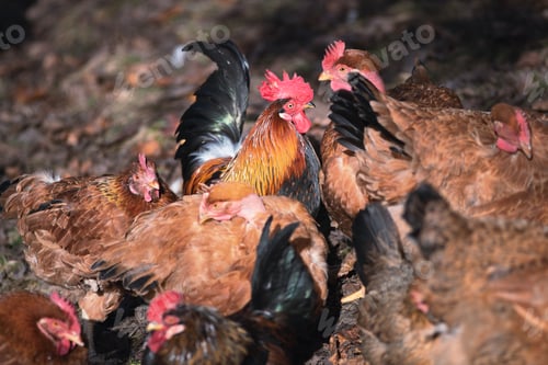Vista previa: Hens in a family chicken coop in northern Italy