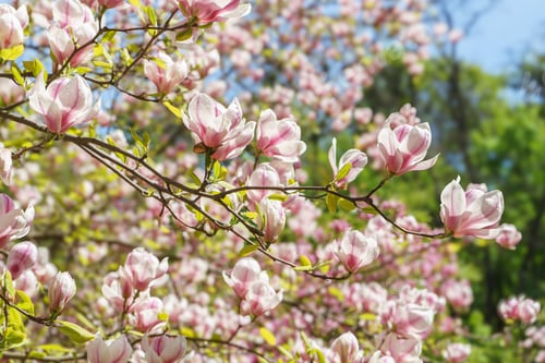 Preview: Blooming Tree Branch With Pink Magnolia Soulangeana Flowers Outdoors