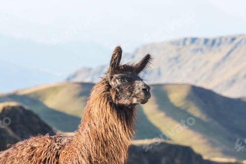 Preview: Llama