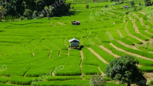 Preview: Curved Terraced Rice Field in Chiangmai, Royal Project Khun Pae Northern Thailand
