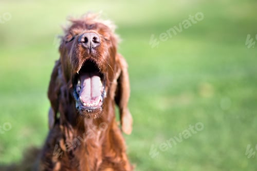 Preview: Funny dog banner